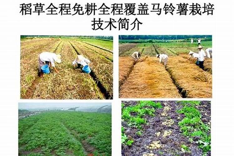 氮磷钾肥的作用是什么