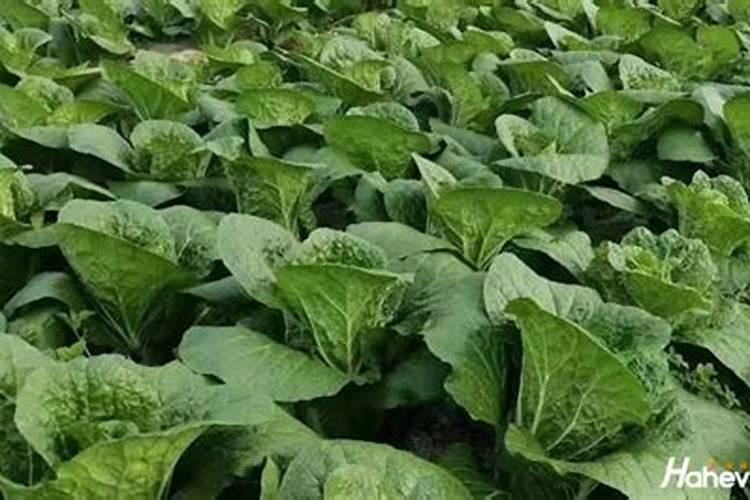 绿萝花肥用什么合适 肥料制作与使用方法