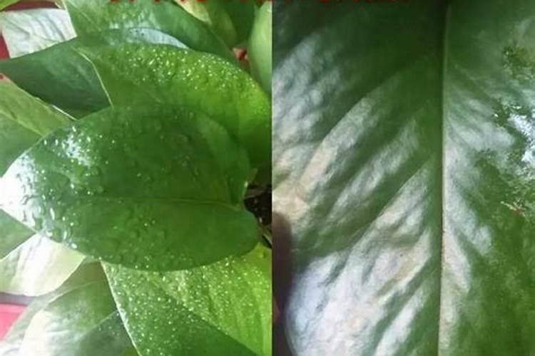 茶叶专用肥料