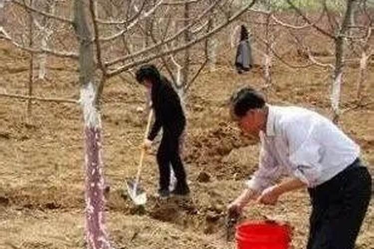 果树三个施肥最佳时间