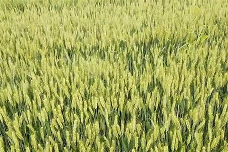 小麦打完叶面肥几天打除草剂？