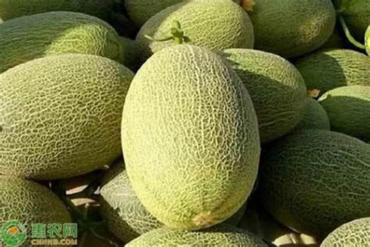 哈密瓜膨大期用什么肥料？