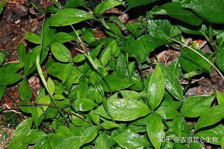 油菜开花打尿素和硼肥运气油菜结果吗