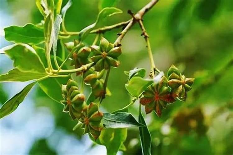 八角树施什么肥料才不、落花,结果又多呢,谢射。