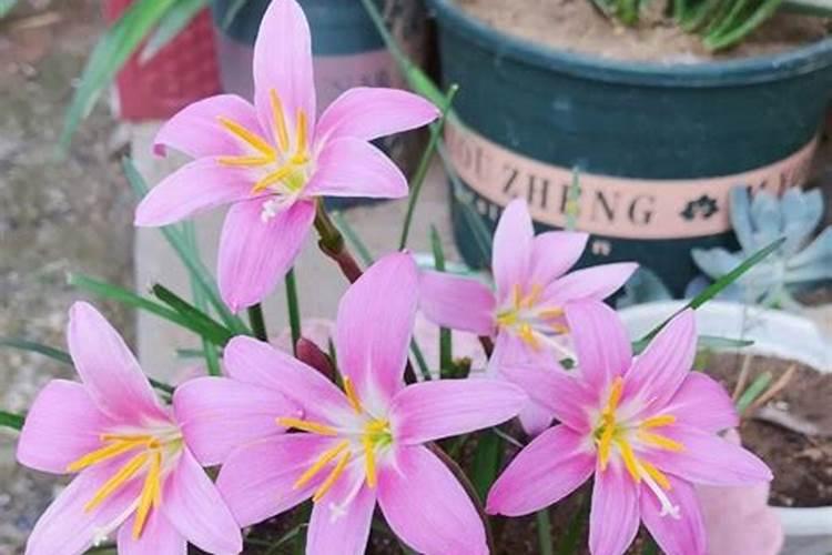 昙花有花苞了用什么肥料最好