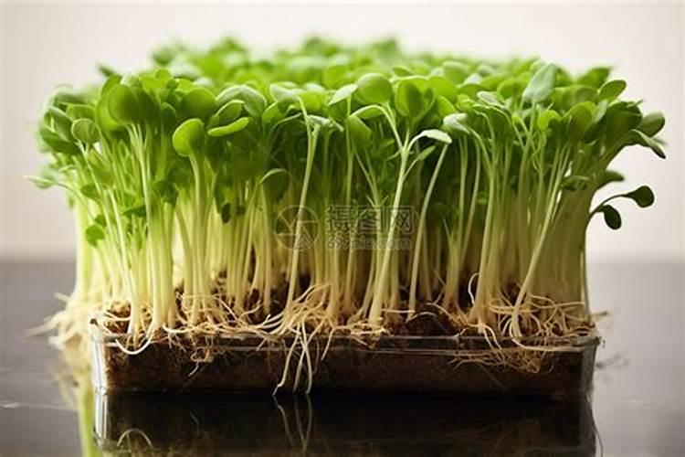 大青豆什么时候种植