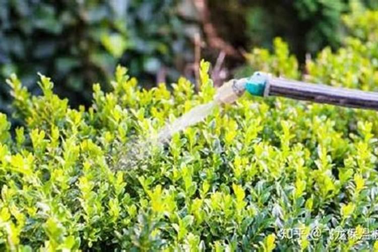 山楂树什么时候打药最好用