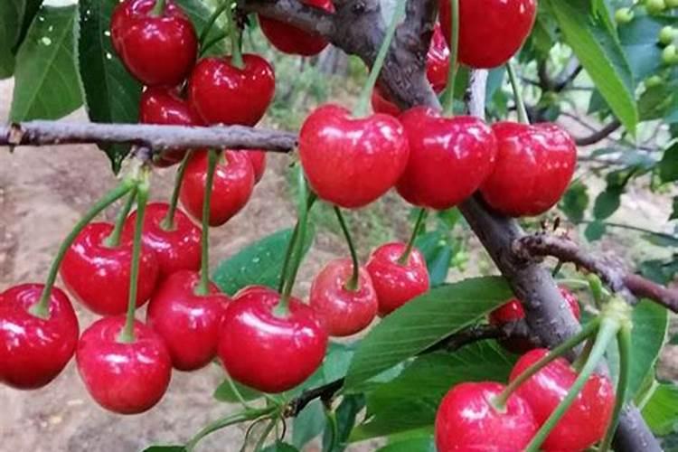 大樱桃用什么肥好,什么时间施好？