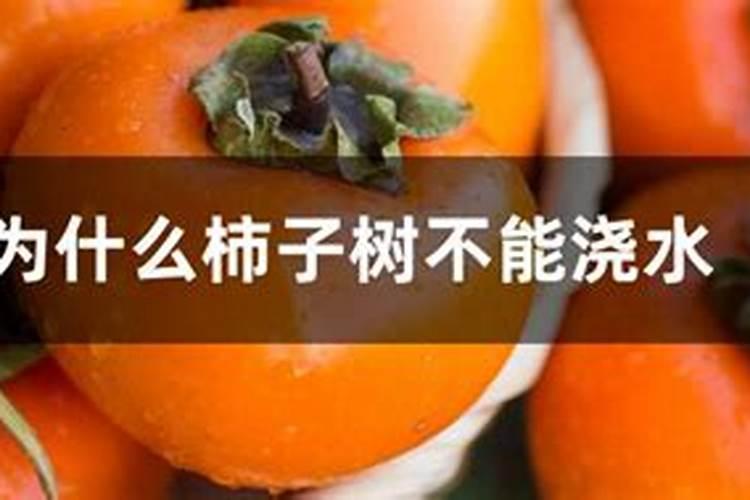 柿子树施什么肥料好