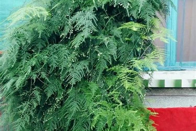 文竹喜欢酸性土吗