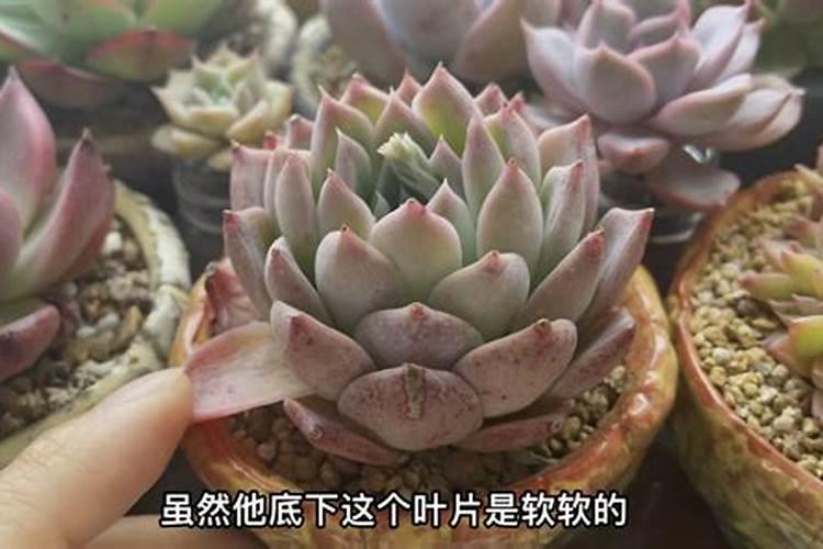 多肉植物没有服盆之前浇水吗