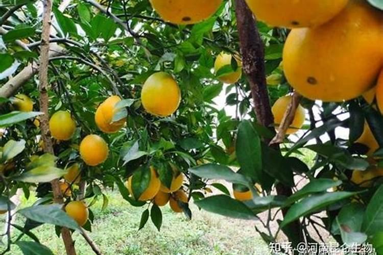 桔子树开花时怎样施肥保果