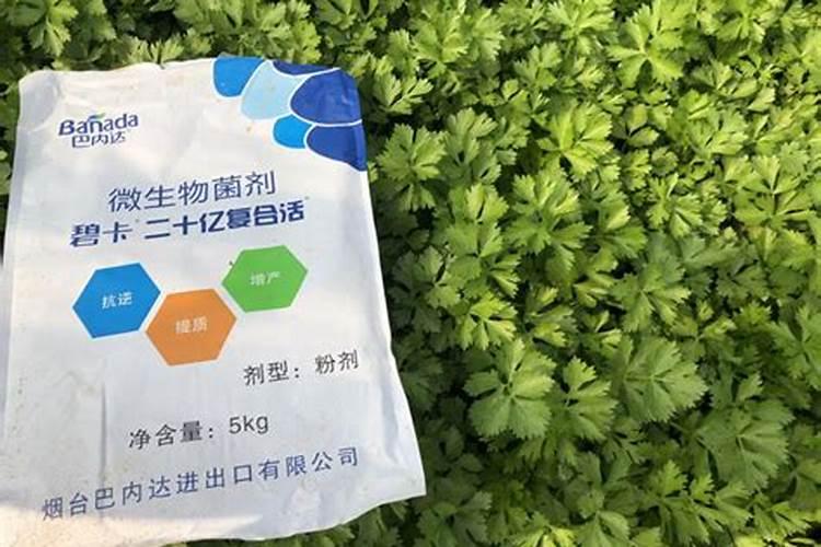 芹菜打什么叶面肥？施肥的最佳时间是什么时候？