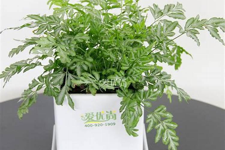 关于如何养好蕨类植物