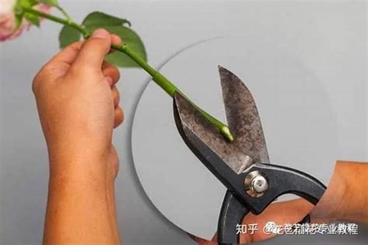 催花苞应该用什么肥料