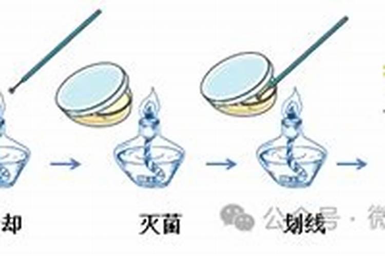 帮植物固氮用什么菌
