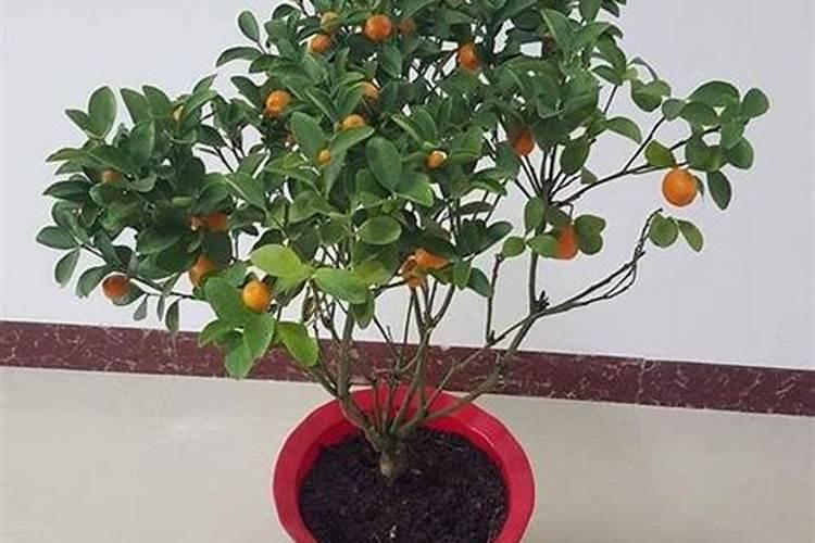 微生物菌剂葡萄糖钛50g用多小水