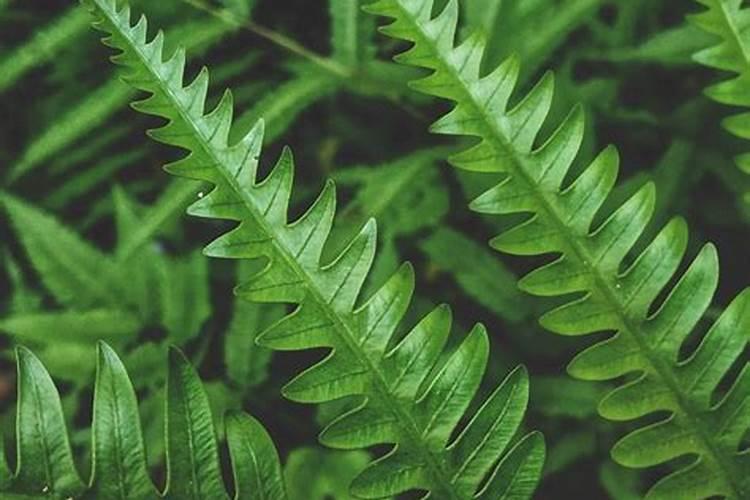 蕨类植物怎么养