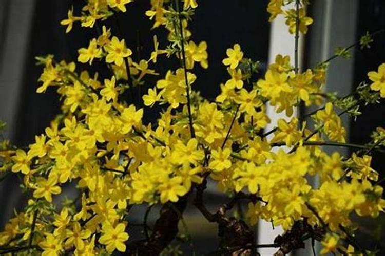 迎春花土里应加什么肥料