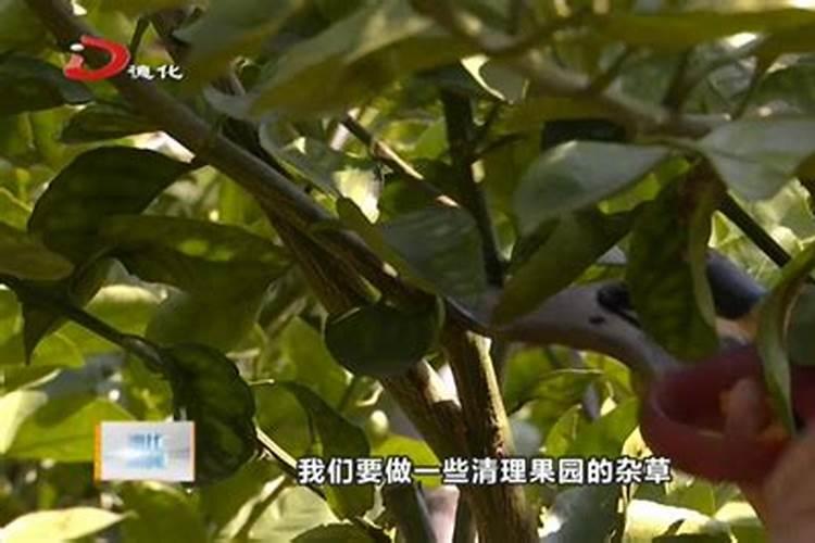 柑橘树上的柑橘被冻伤,怎么处理更好呢？