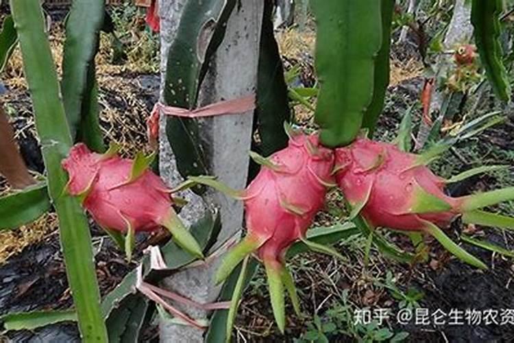 磷酸二氢钾用来根施好还是做叶面肥好？火龙果