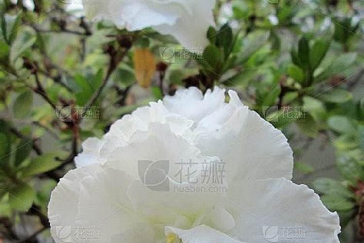 杜鹃开花期间施什么肥,能喷磷酸二氢钾吗