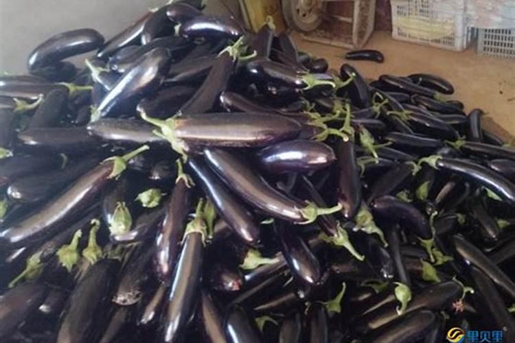茄子用什么肥膨大