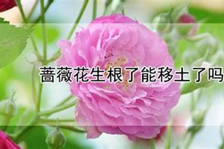 蔷薇老桩怎么生根