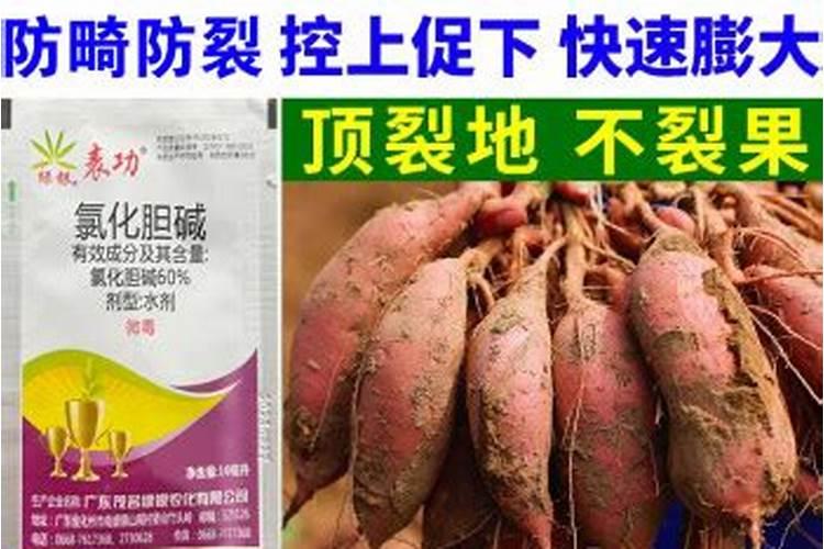 红薯后期如何施肥