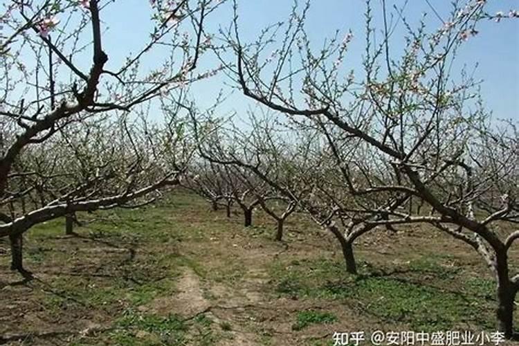 钾肥可以在桃树上叶面喷施吗？