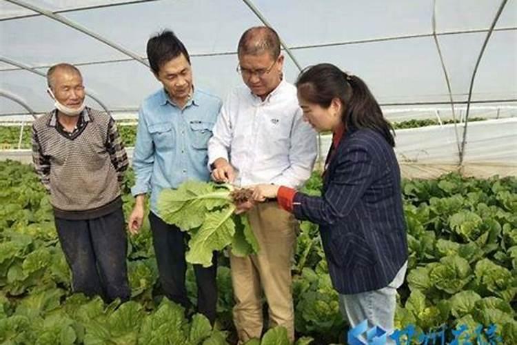 我的娃娃菜收回家放了一个晚上就出现图片上的裂口,请问应该怎么...