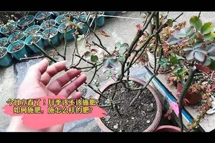 立春后月季施什么肥比较合适