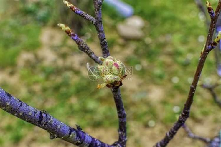 苹果树花期施肥方法