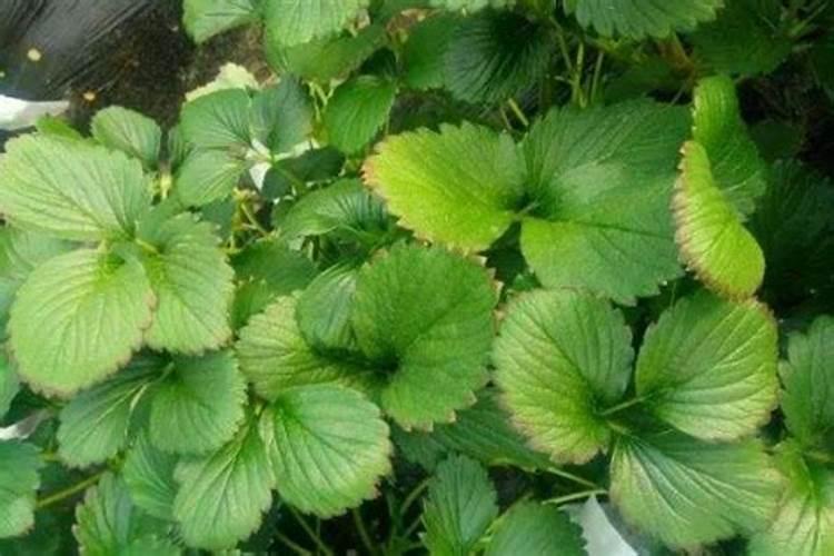 草莓不开花的原因是什么 如何解决草莓开花难
