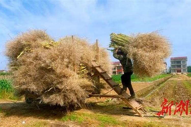 油菜秸秆为什么有毒