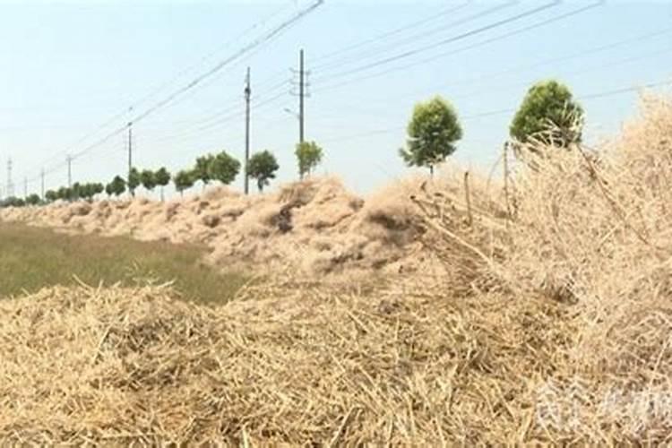 菜仔杆弄碎直接埋在泥土里当肥料可以吗