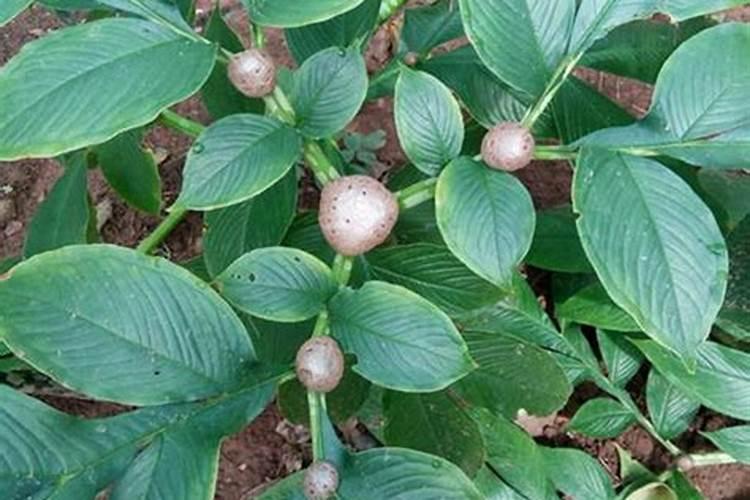 珠芽页面果魔芋用什么追肥