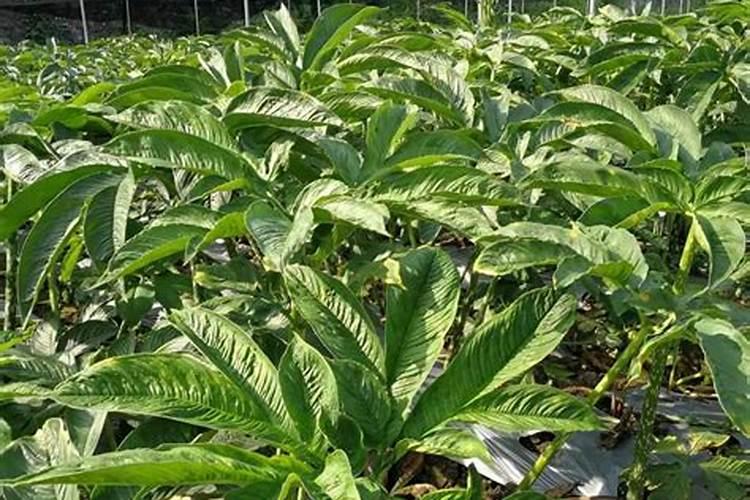 湖北珠芽魔芋种植的方法