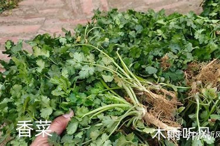 香菜多久可以施肥