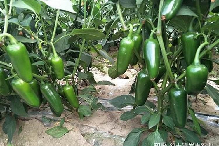 辣椒开花时施什么肥最好