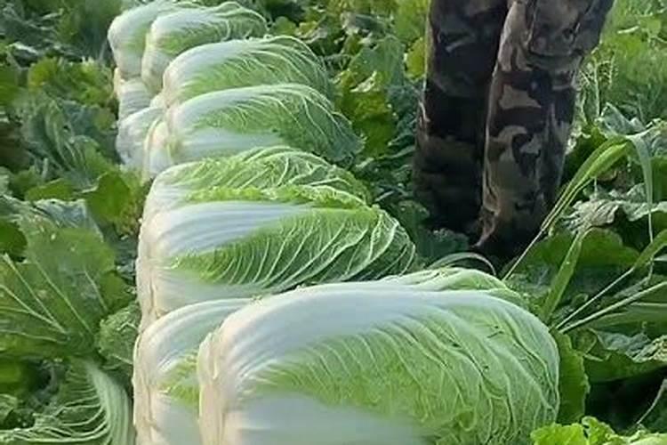 大白菜捆扎后还用施肥吗？