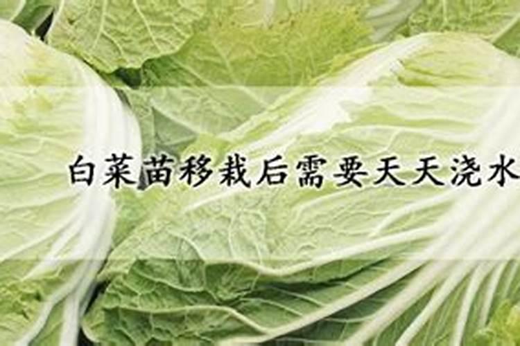 大白菜怎么追肥