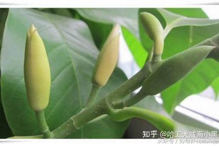 桷兰一年开几次花