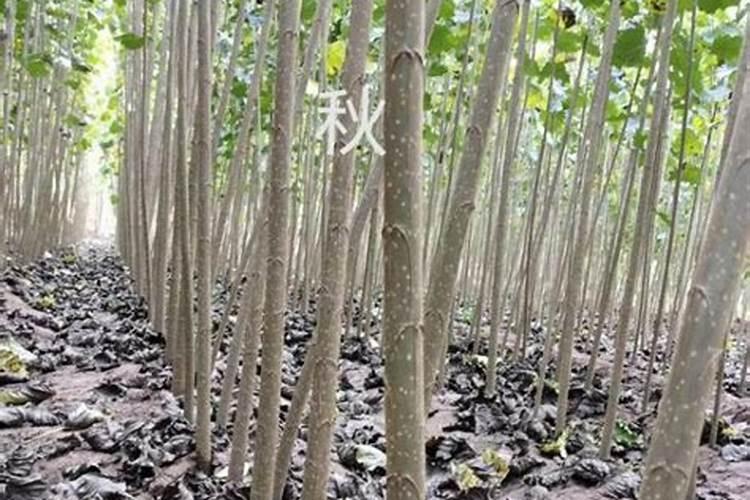 杨树在施肥上应该注意点什么？