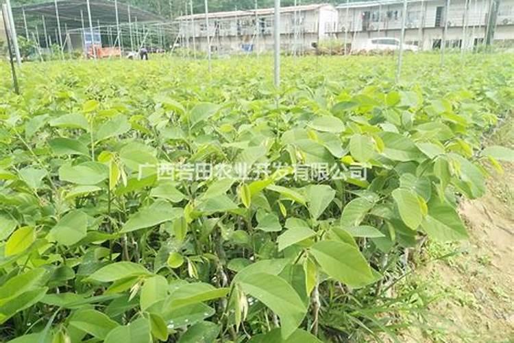果树增甜用什么肥料