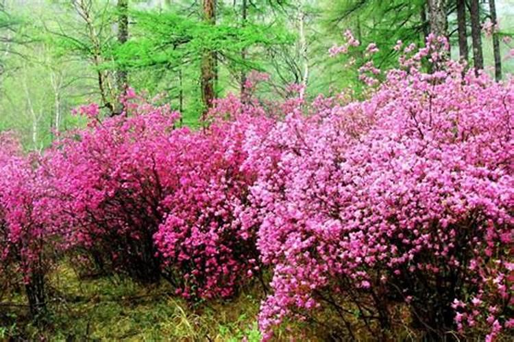 杜鹃花盆景如何养护