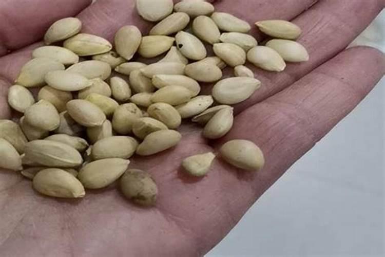 柑橘苗叶面肥施药方法