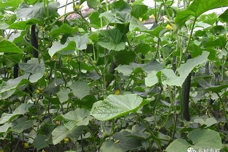 豆角种植期间该选择何种肥料？