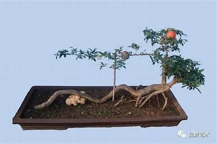 当年移栽的石榴树能施肥吗？