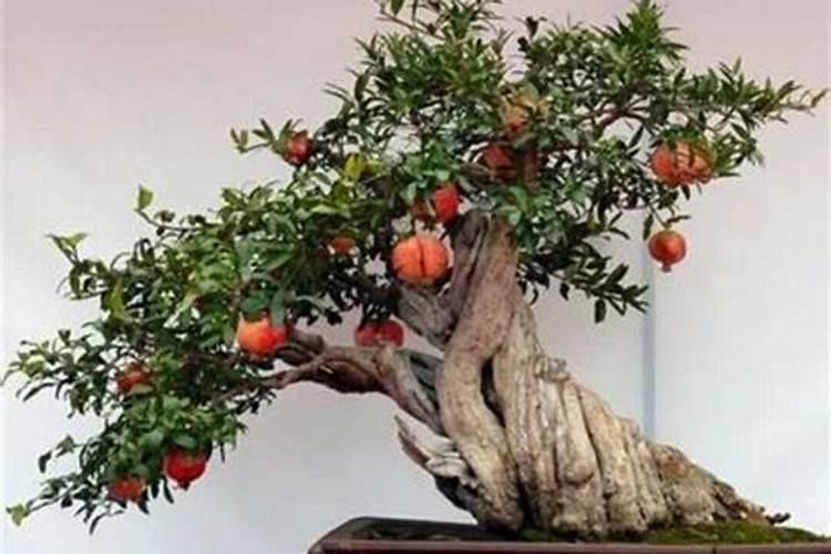 石榴树今年冬天树枝冻死了,树干还活着,应该怎么救活他的？